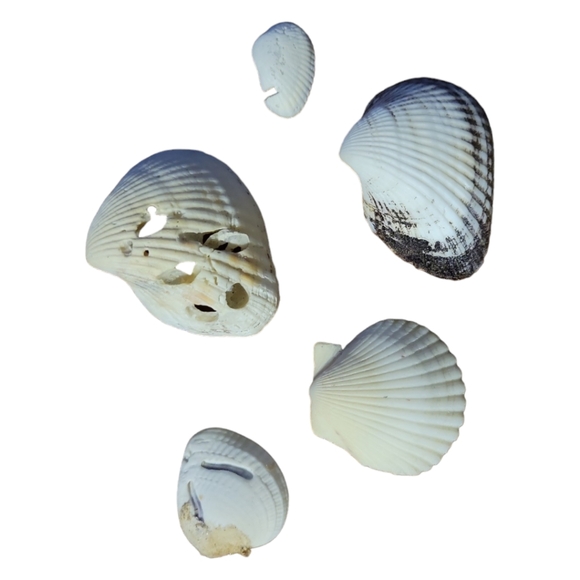 Seashells From South Padre Island Mixed Whole & Interesting Pieces. - Picture 10 of 10